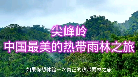 尖峰岭:中国最美的热带雨林之旅哔哩哔哩bilibili