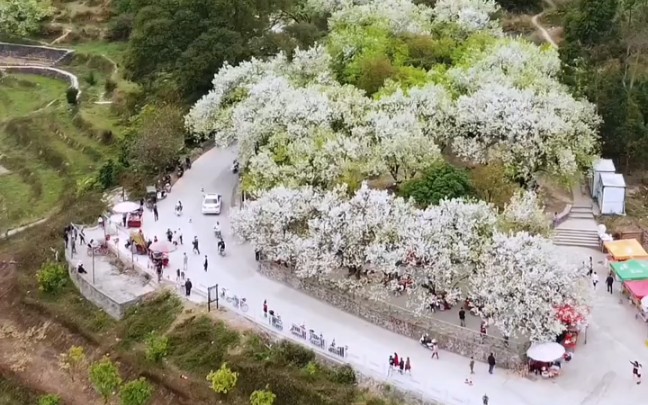 2022年钦州板城梨花谷图片