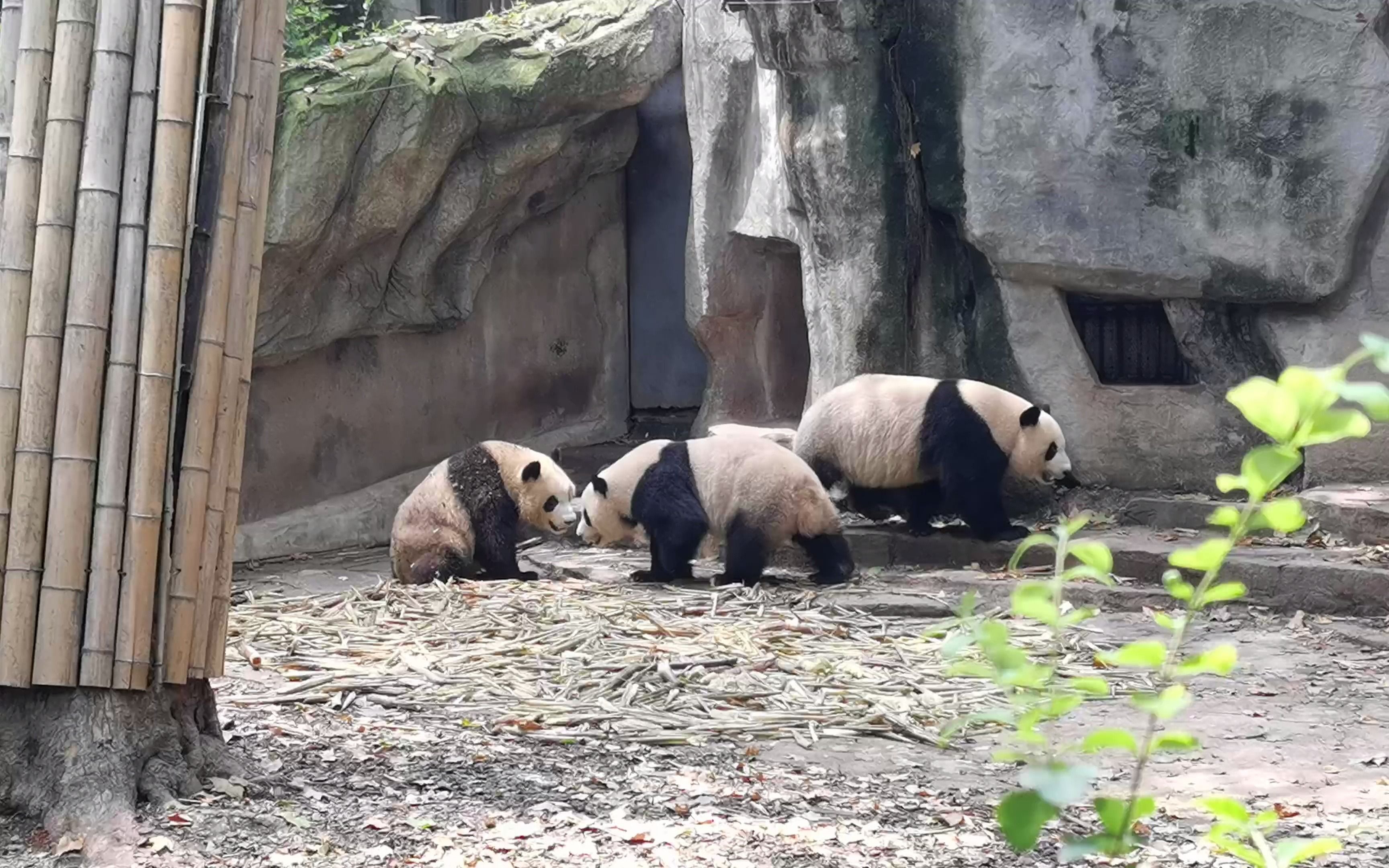 [图]【一刀不剪】拍摄于成都大熊猫繁育研究基地