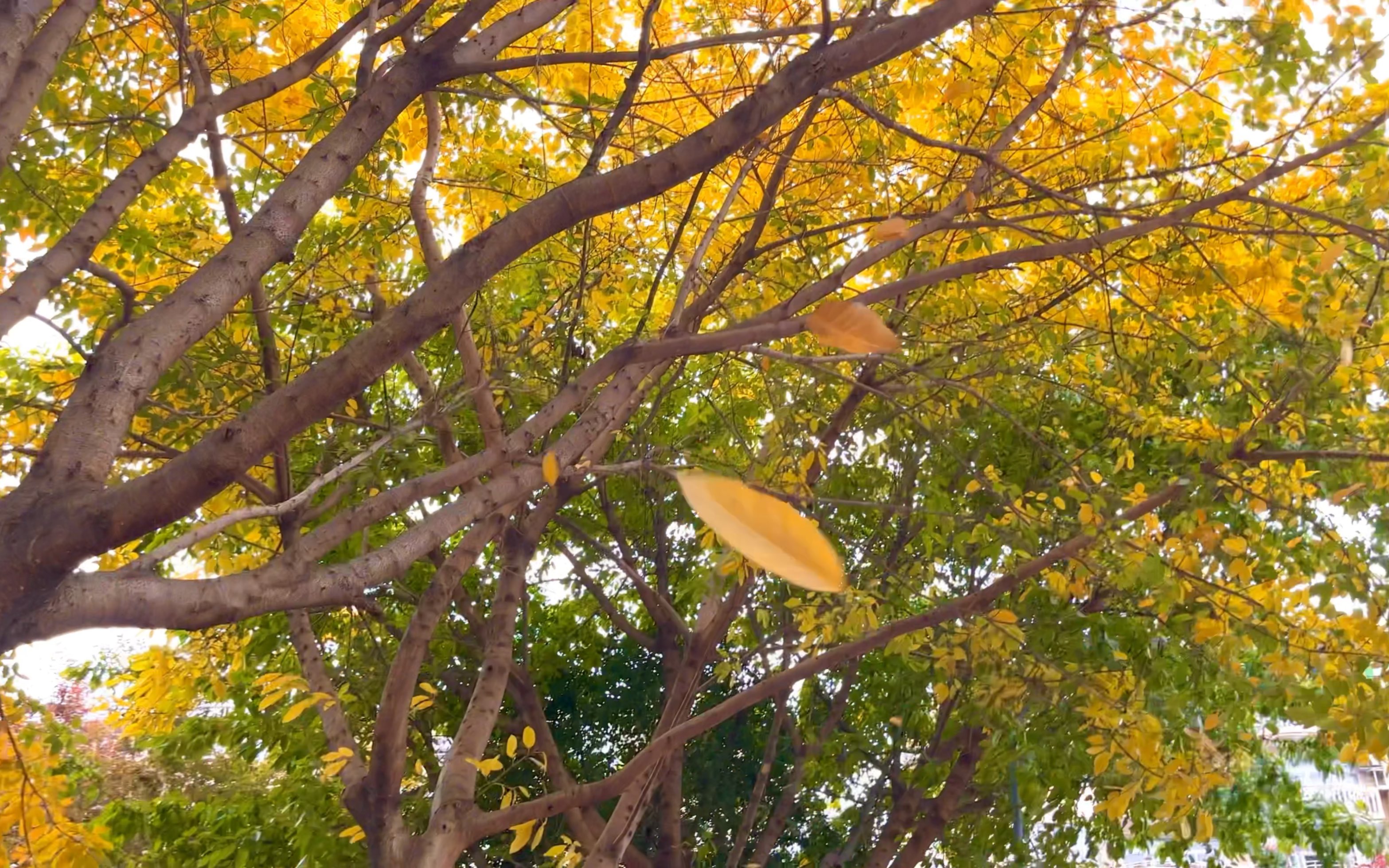 它在春天里落叶了