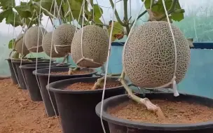 Скачать видео: 简单的花盆种瓜 花盆还能这样用 自己种瓜更好吃 一看就会园艺