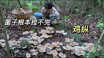 Download Video: 捡鸡枞捡到手软，妹妹说像薅猪草，姐姐直呼不是惊喜是惊吓