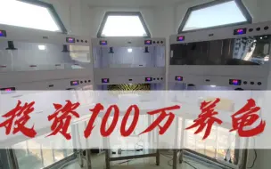 Download Video: 投资100万来养乌龟，能赚到钱吗？先搞几十个保温箱再说。