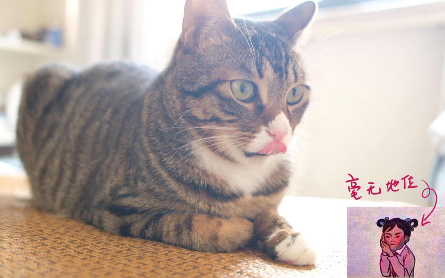 goodmorning学霸衣柜藏猫学霸一生阴影