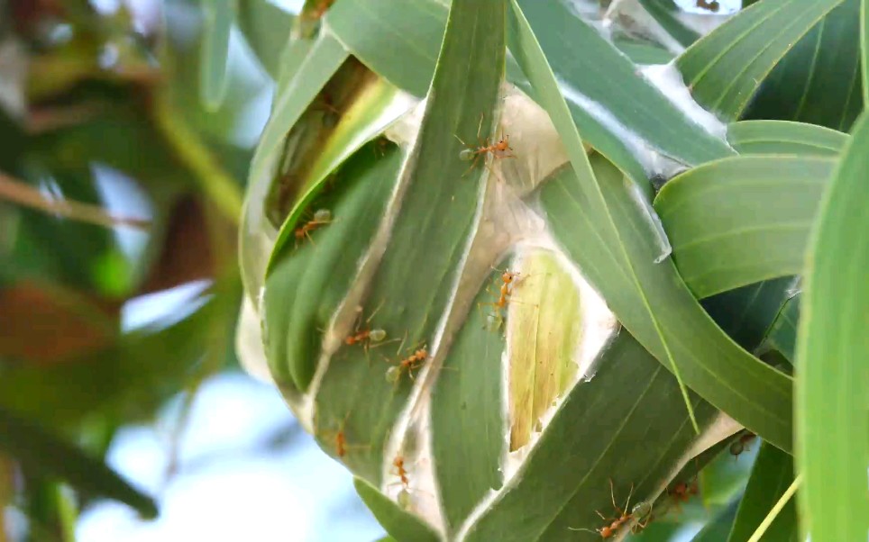 澳大利亚织叶蚁绿树蚁