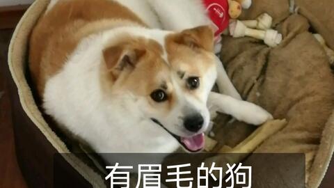 中华田园犬 芒果的眉毛太搞笑 总是一副忧郁的脸庞 哔哩哔哩 Bilibili