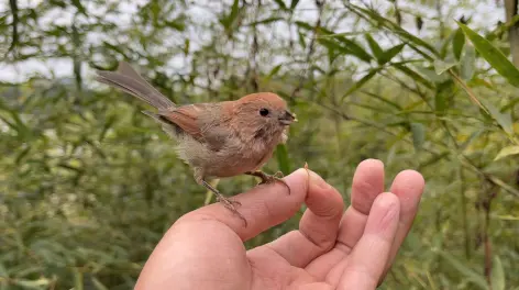 蒙面鸟哥图片