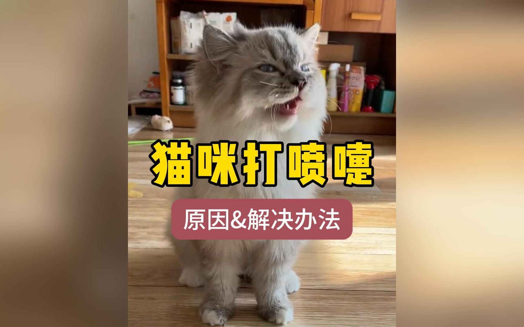 猫咪打喷嚏是感冒了吗?哔哩哔哩bilibili