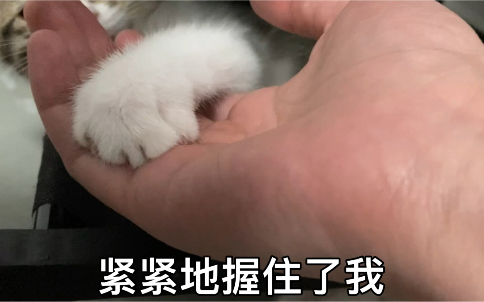 [图]小猫咪爱的表达式，爱是一种信仰