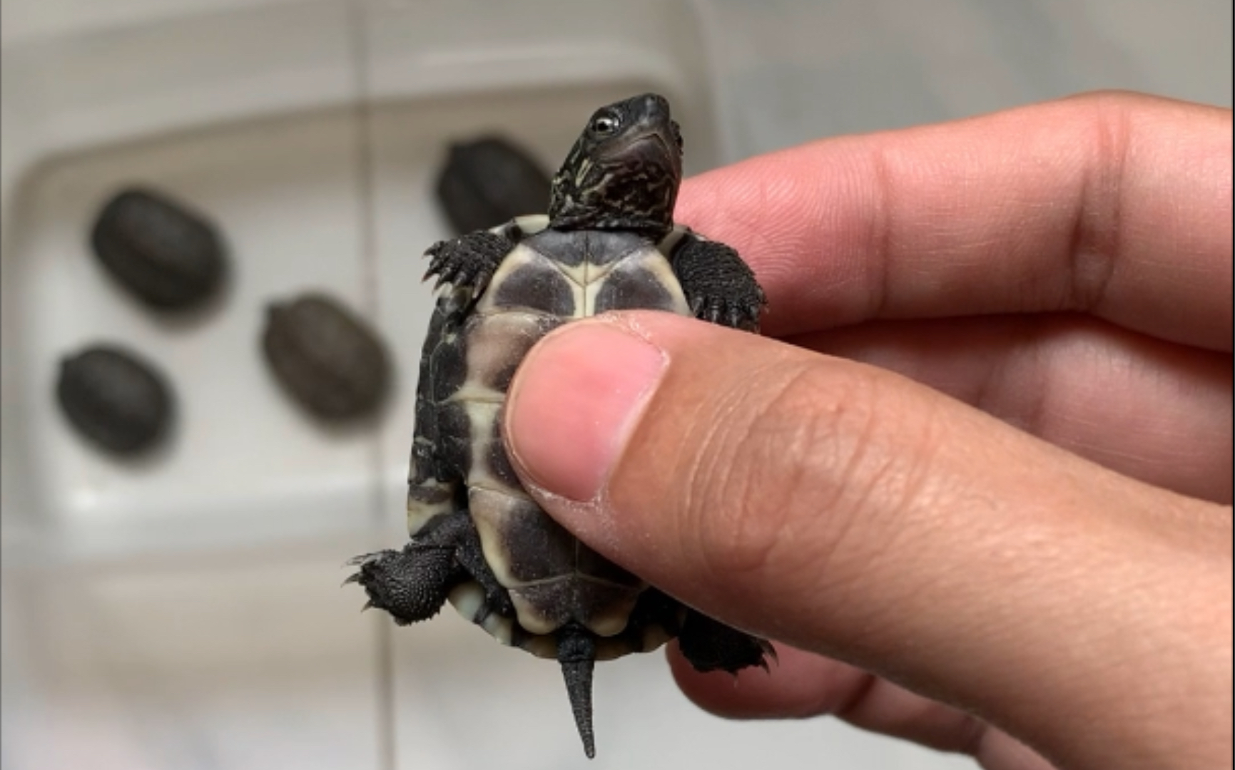 买了五只小草龟 有一只错甲