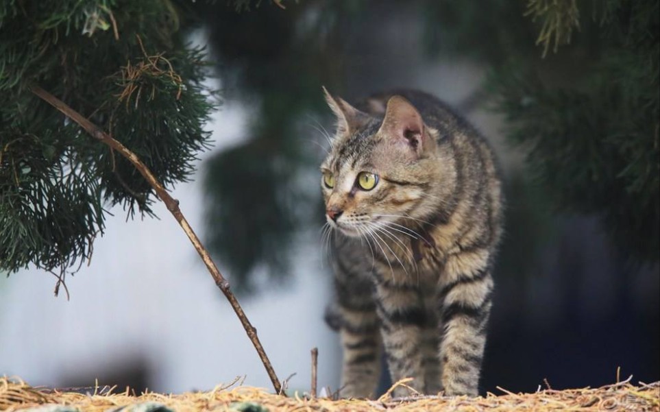 [图]【猫救了我一命】一只除恶扬善的狸花猫