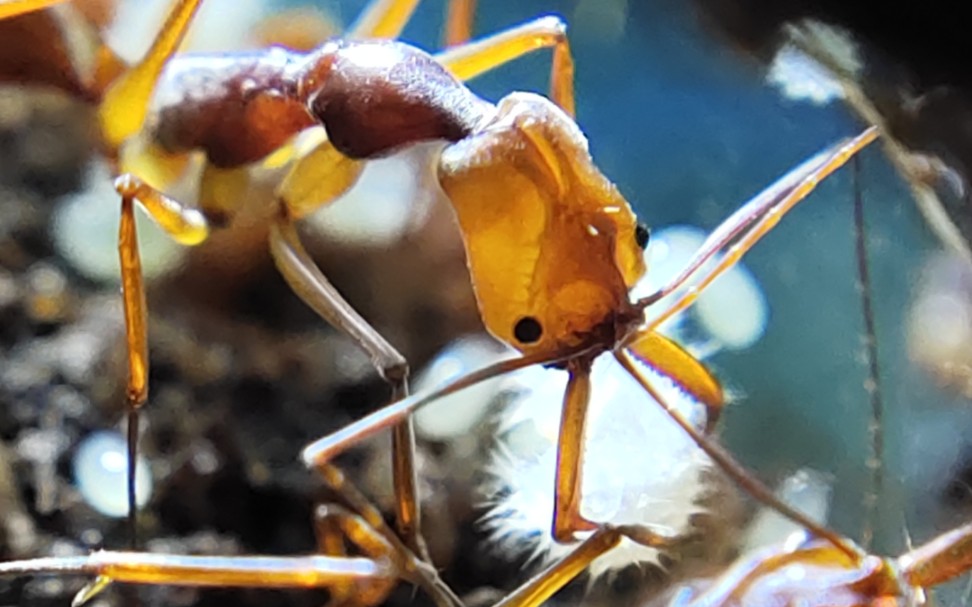 活动  粒纹大齿猛蚁