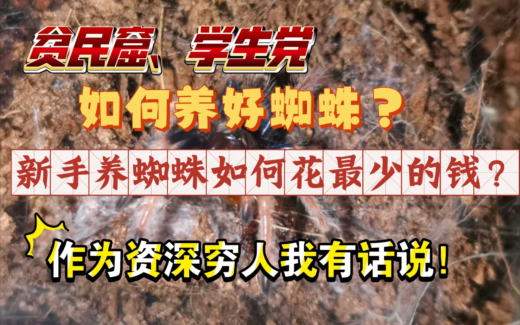 【贫民窟新手养蛛指南】新手养蜘蛛如何花最少的钱?哔哩哔哩bilibili