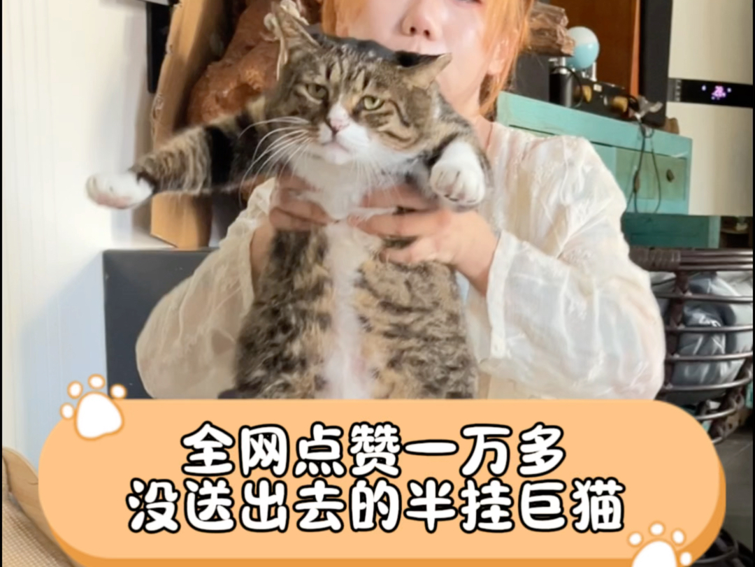 巨猫 十六斤的巨猫哔哩哔哩bilibili