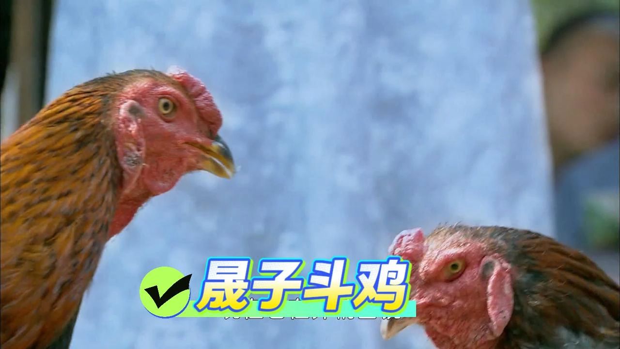 新黄猪吐槽之晟子斗鸡对比 丑鸡警告！