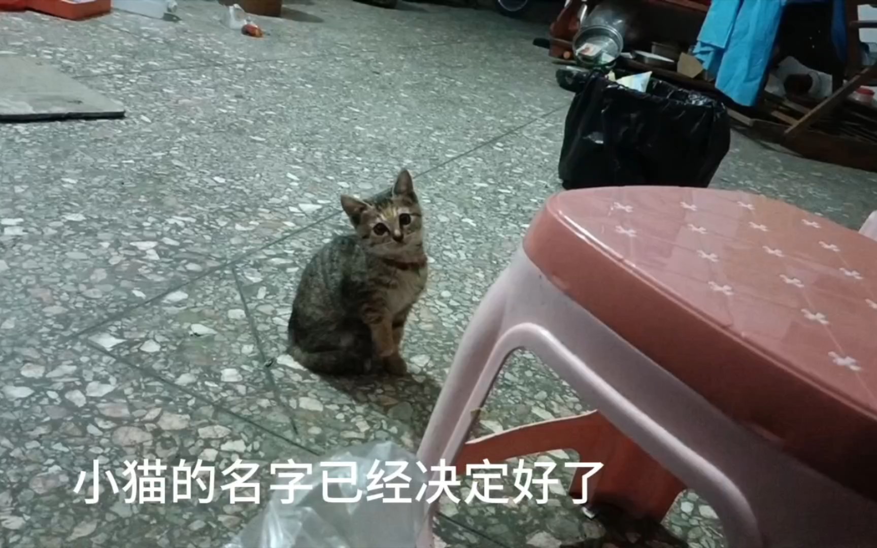 小猫的名字就叫艾伦!哔哩哔哩bilibili