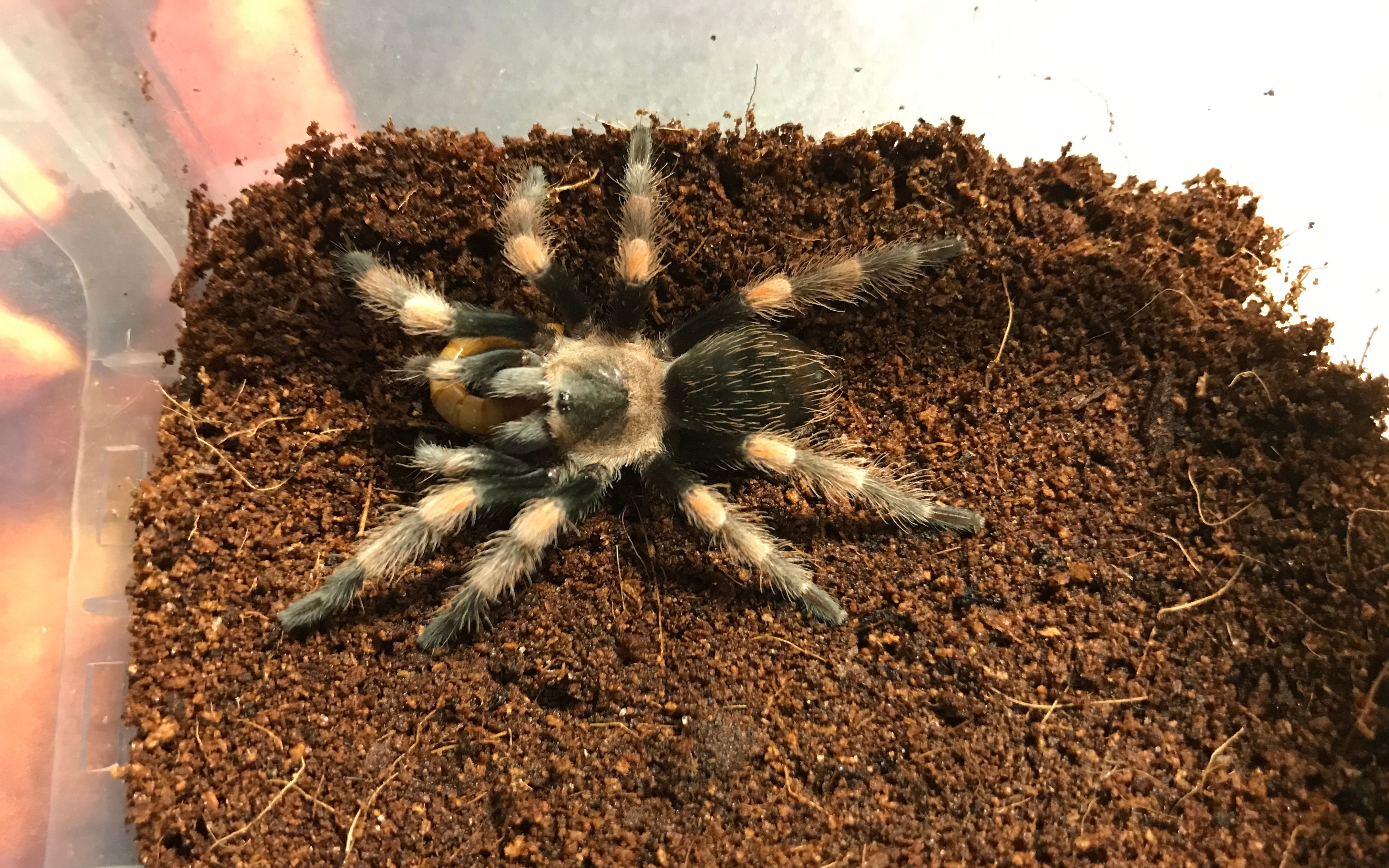 墨西哥红膝大幼体开箱