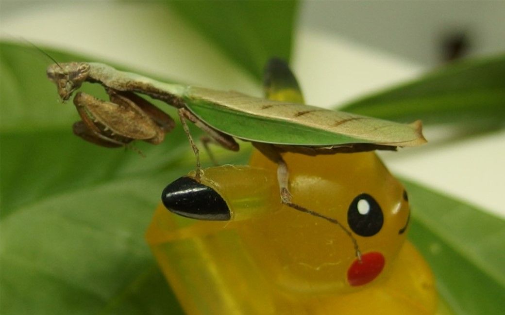 姬螳-california dreaming