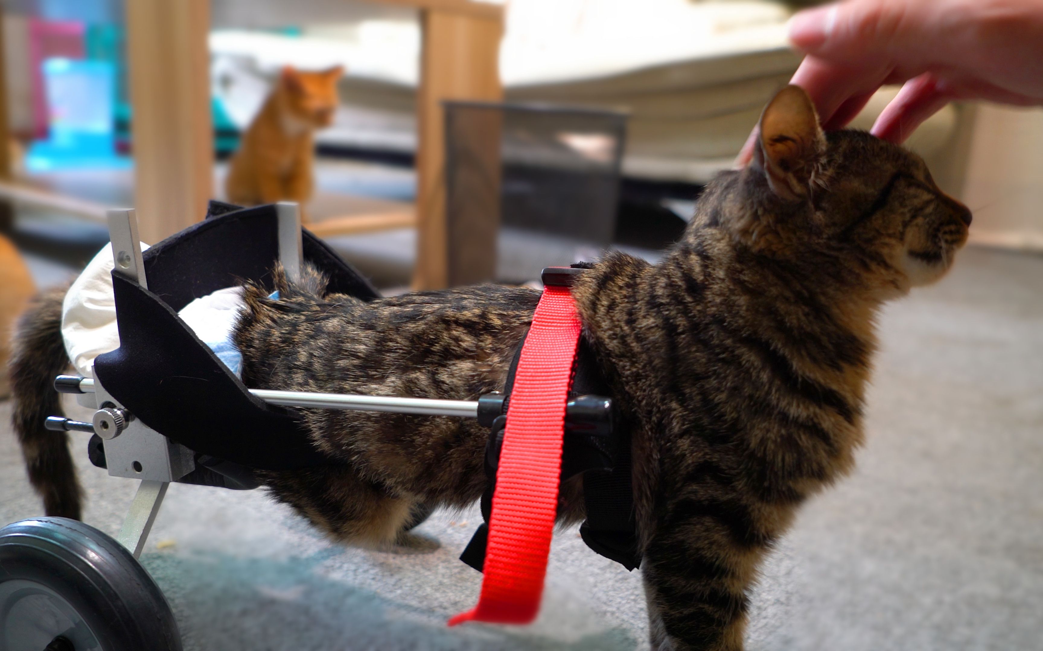 脊椎断裂的猫坚强站起来啦!再也不用拖着身体.