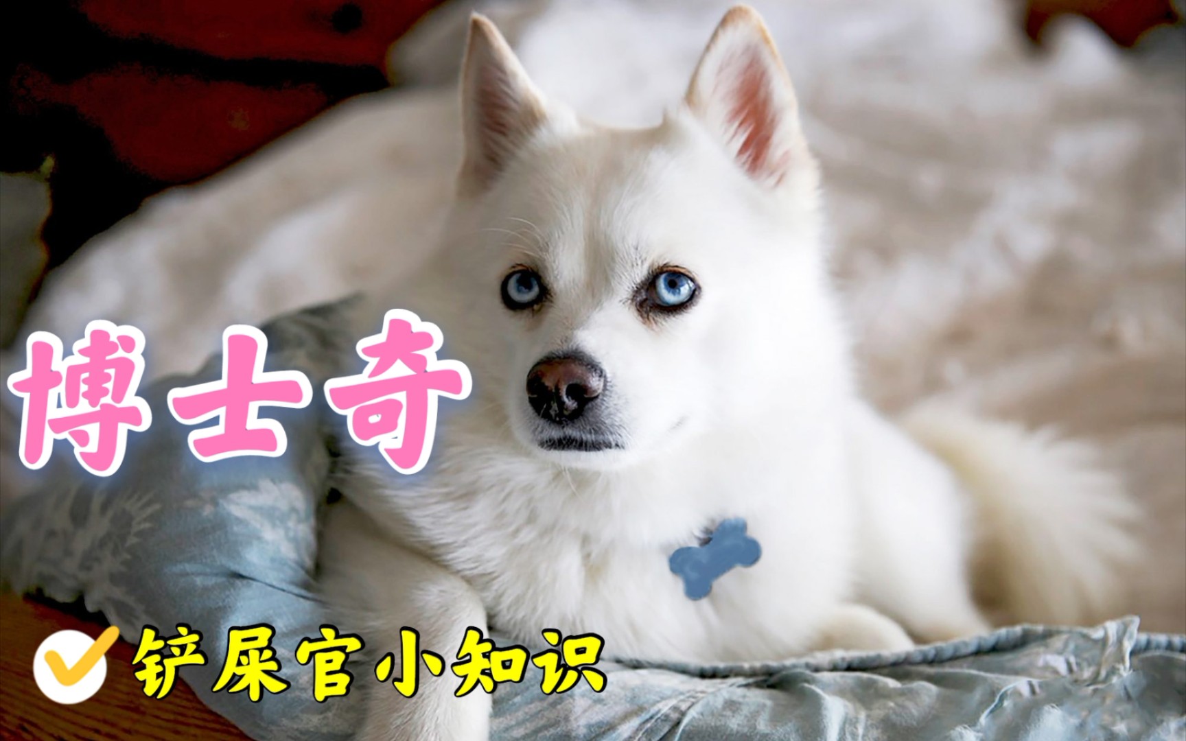 一个拥有盲盒属性的新犬种,博士奇了解一下哔哩哔哩bilibili