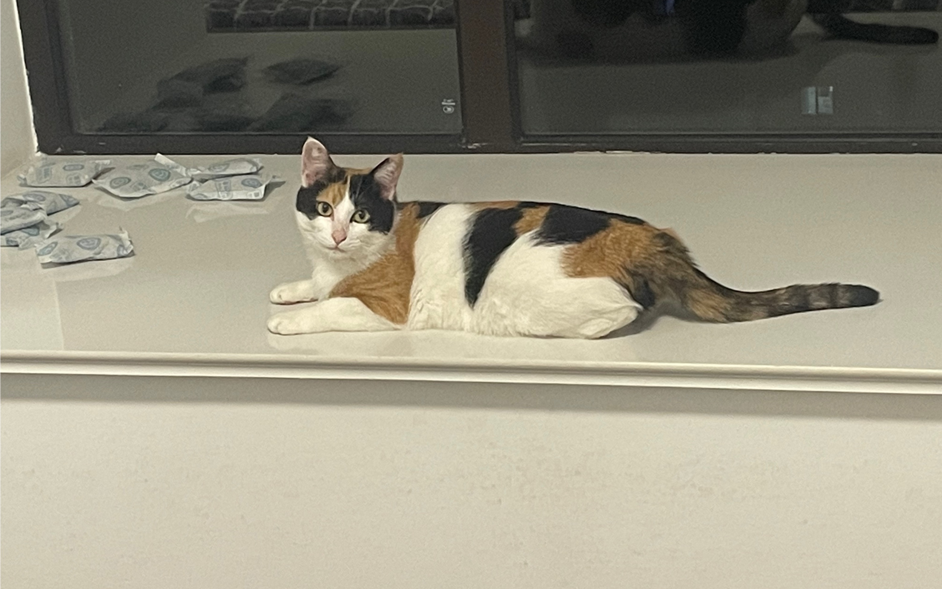 生活不易猫猫躺平