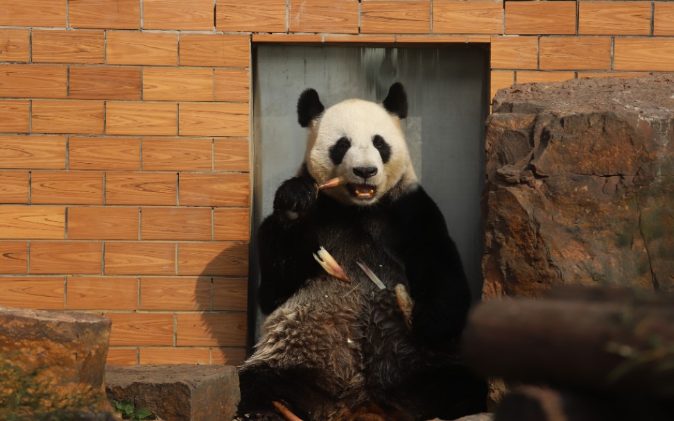 【大熊猫竹韵】竹韵麻麻吃笋笋