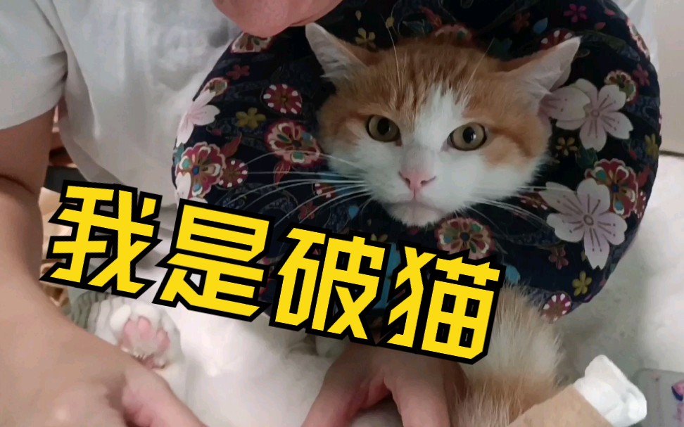 破猫发飙了!老实猫也有急眼得时候!哔哩哔哩bilibili