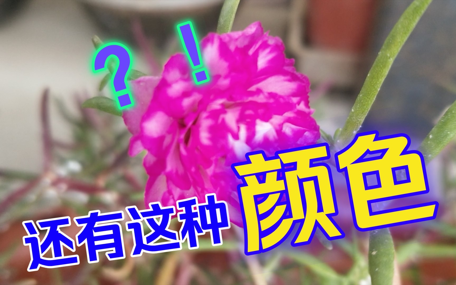 秋天里的盆栽植物花哔哩哔哩bilibili