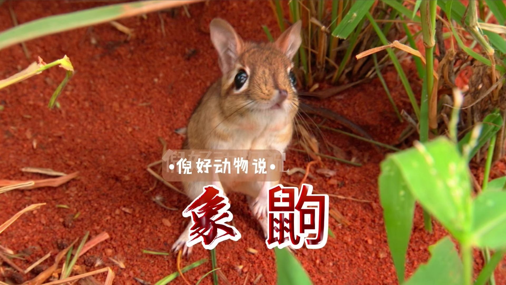 《象鼩》热衷奔跑和修路的草原小可爱