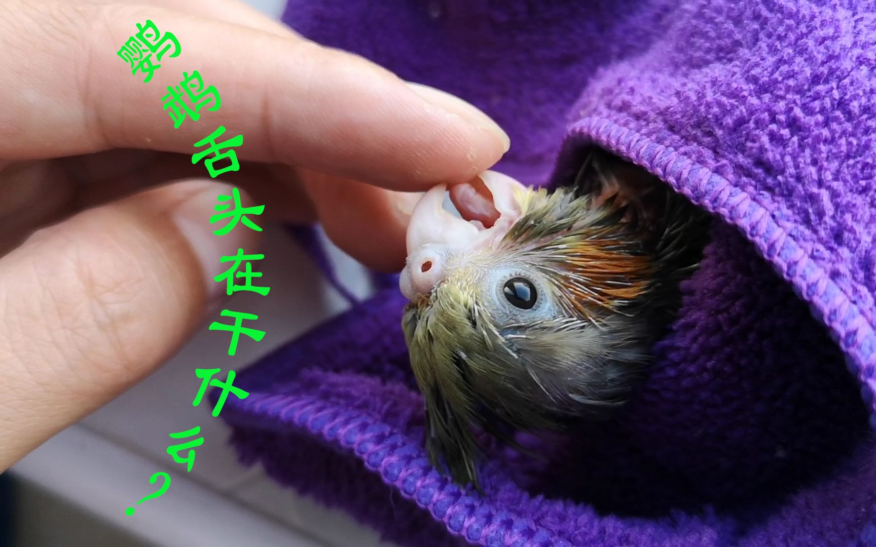 舌头怎样传递信息,玄凤鹦鹉有办法,主人很感动