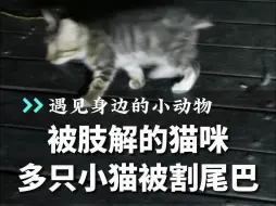 Video herunterladen: 小区出现被肢解的猫咪，多只流浪猫被断尾