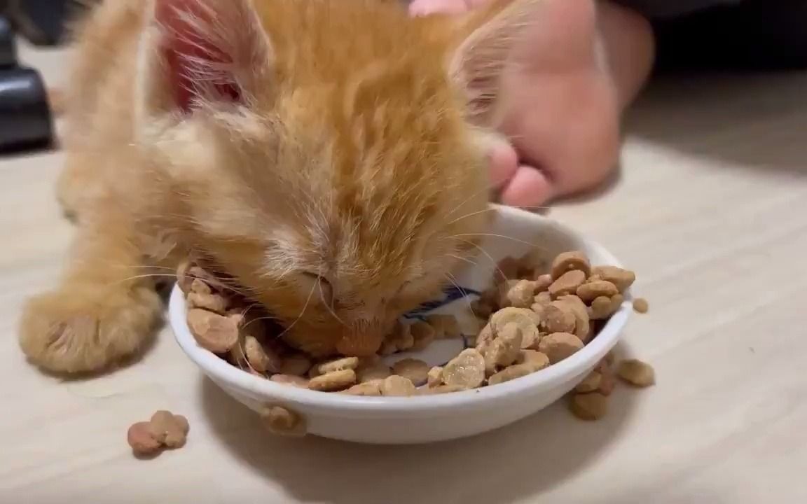 干饭时睡着了的猫