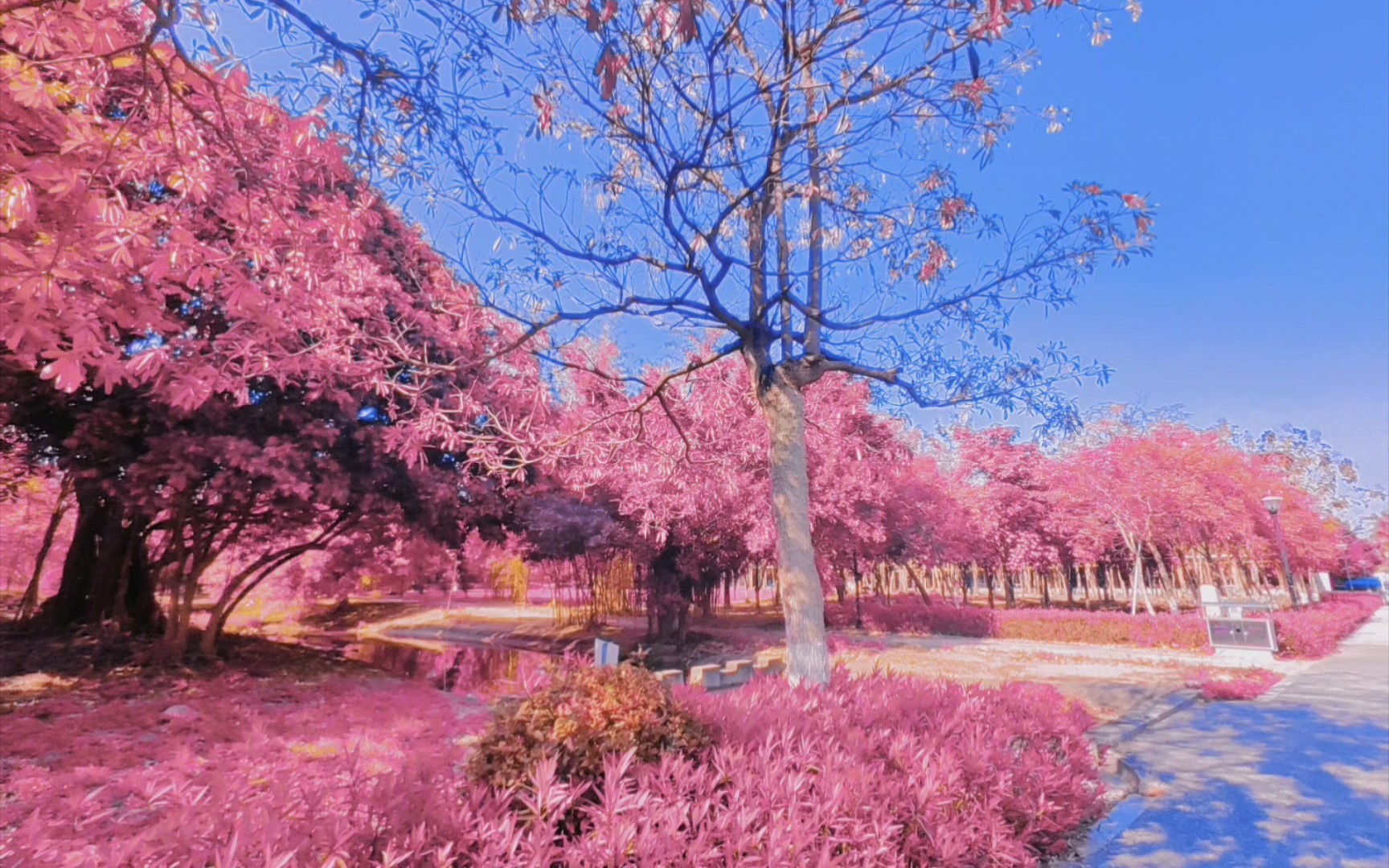 万物皆可樱花粉,加上这个特效以后绝了