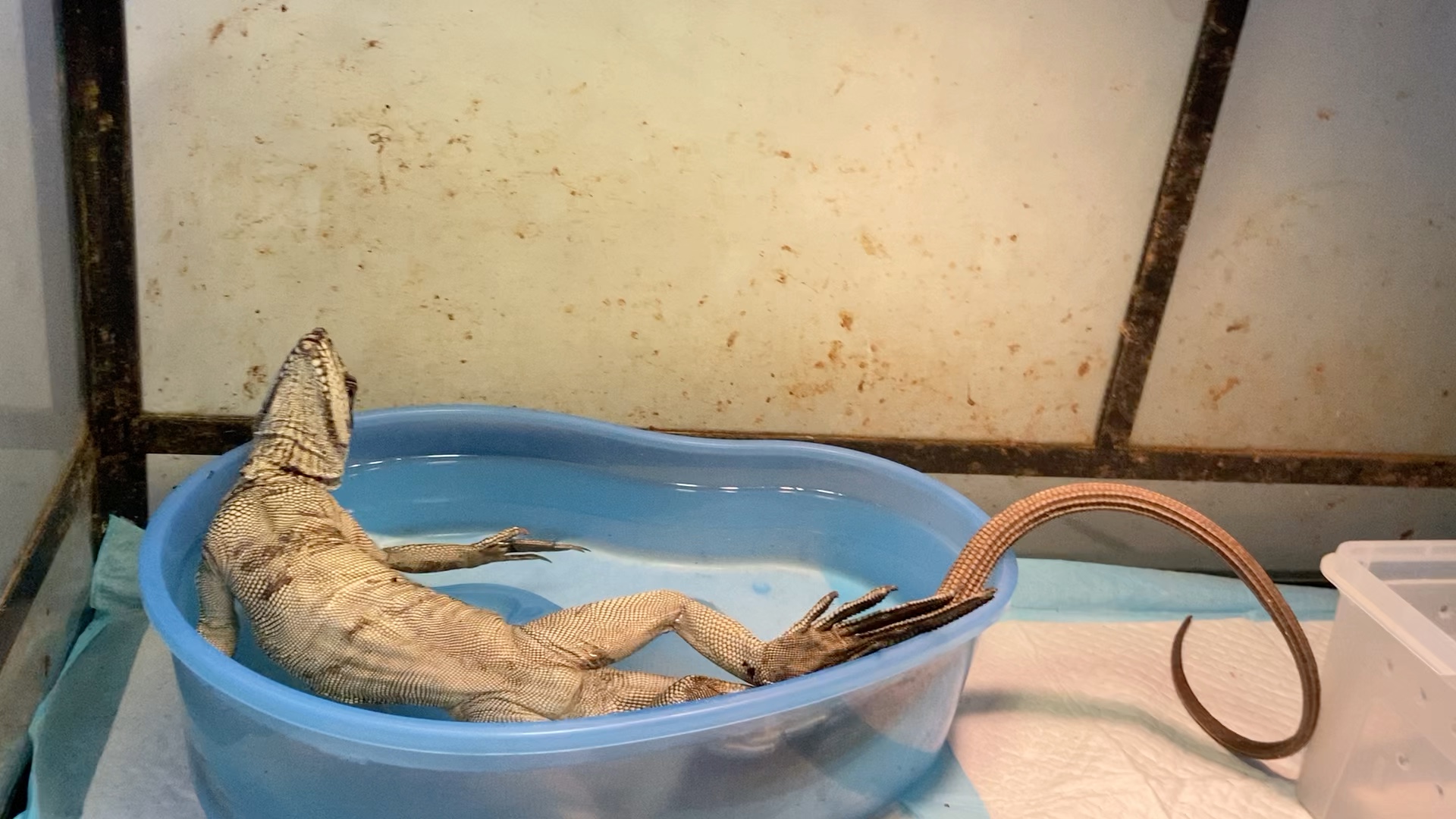 蜥蜴大斑帆 安汶巨人斑帆蜥!