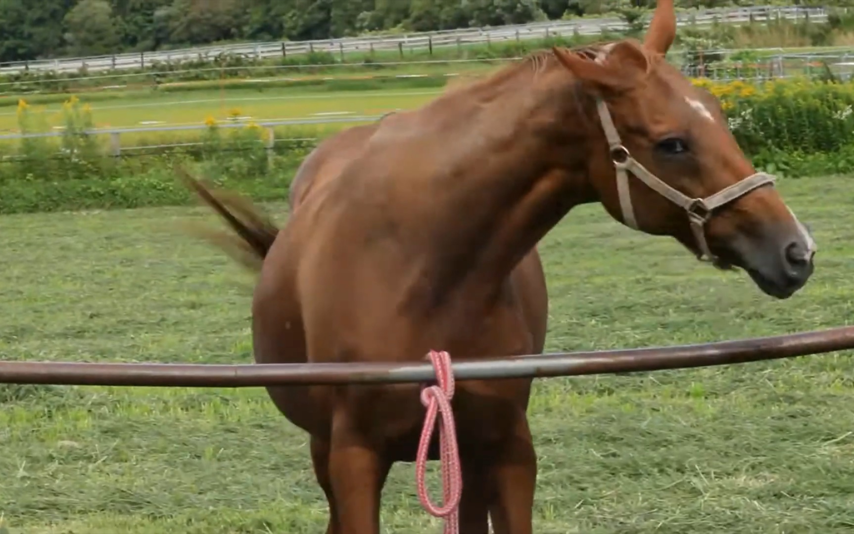 生野狄杜斯:我和麦昆谁更摇摆