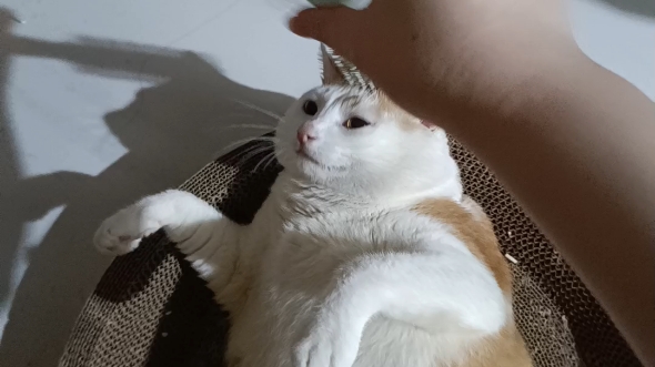 呆子猫.拉二胡诶