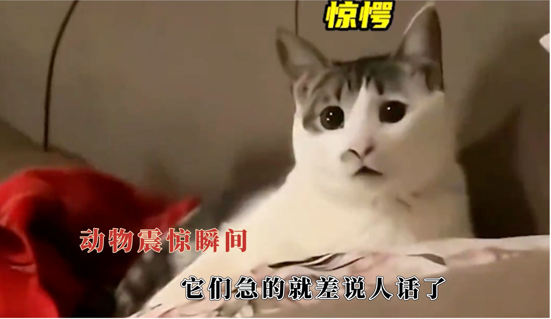 [图]它们急的就差说人话了，猫猫：这简直是危言耸听！