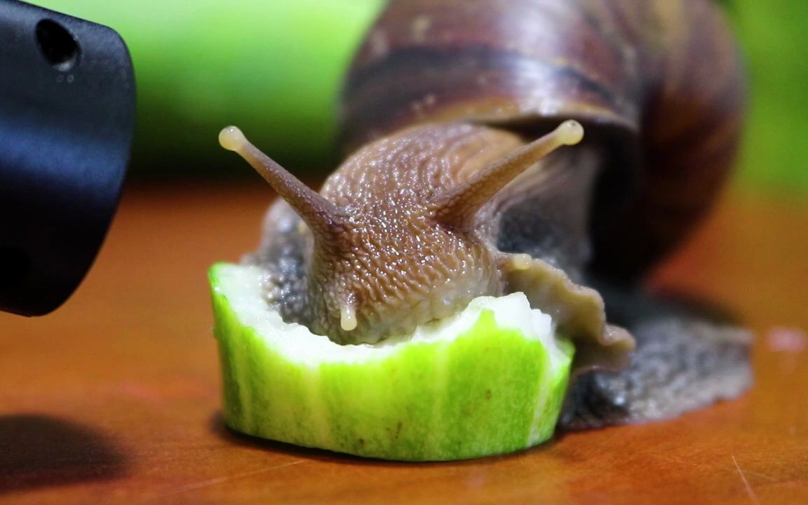 蜗牛吃黄瓜 asmr 96