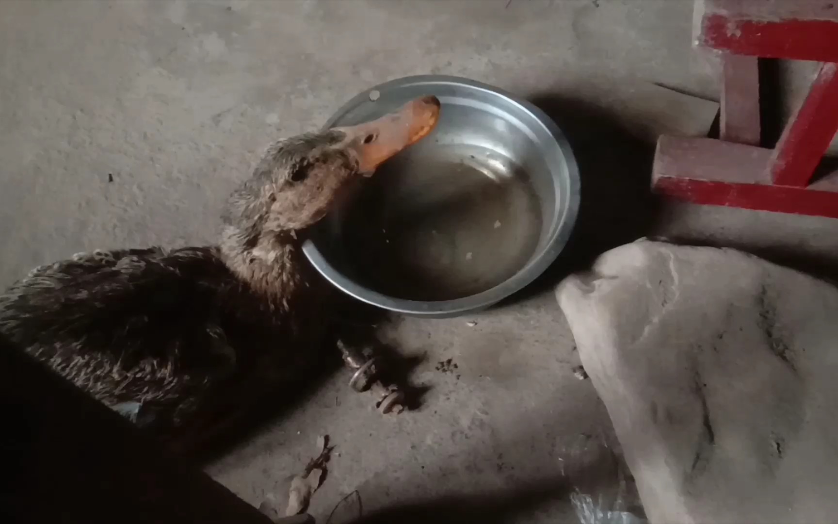 一只小鸭子不合群特别瘦要救一救