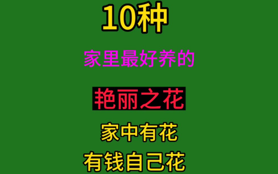 十种家里最好养的艳丽之花,家中有花,有钱自己花哔哩哔哩bilibili