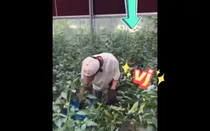 Télécharger la video: 【十个勤天】由于三子的二荆条森林长得过于茂密 导致摄像老师各种找角度拍摄哈哈哈哈