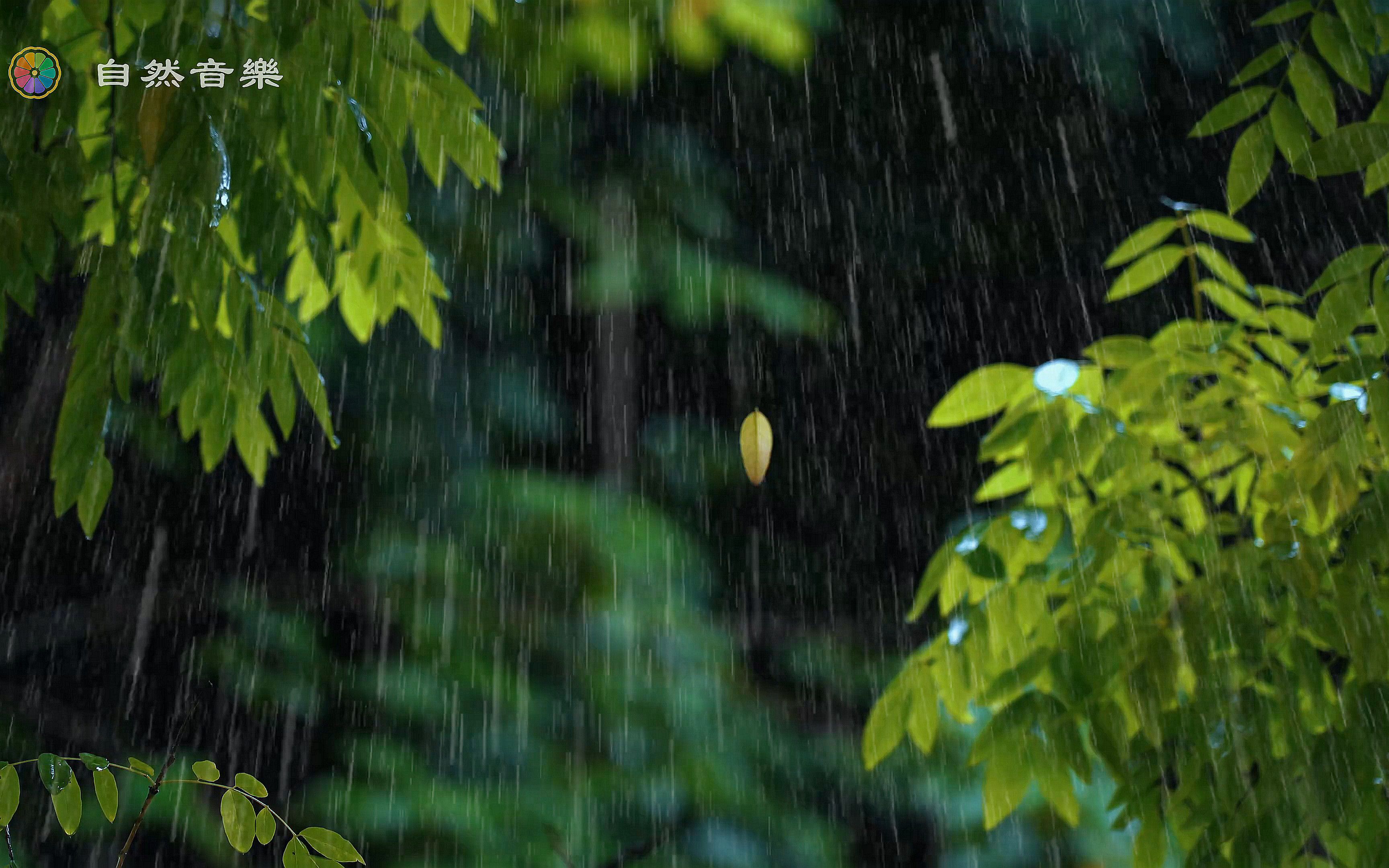 [图]【432HZ下雨的声音】美丽树下最舒缓的雷雨声 ，极度舒适的雨天环境音！白噪音学习背景音乐bgm，下雨声低频噪音，催眠，白色噪音，听雨，雨天，好眠，婴儿摇篮曲