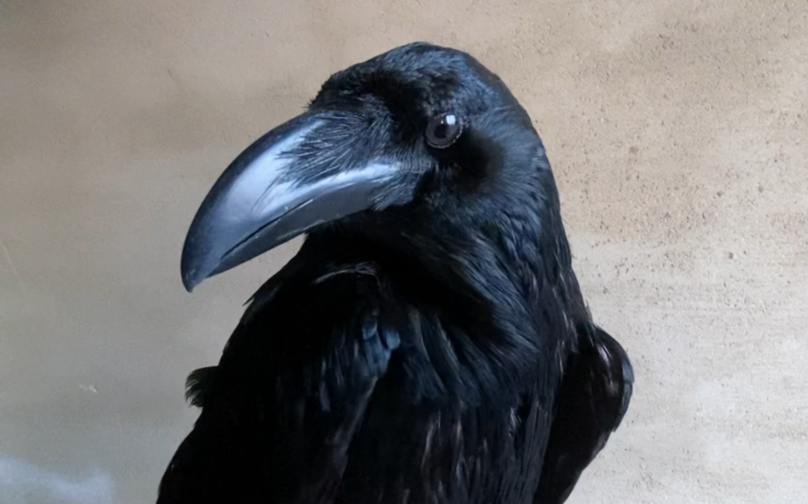 这只渡鸦这几天体重剧增,我那歪脖子的斑鸠都快找到老公了!