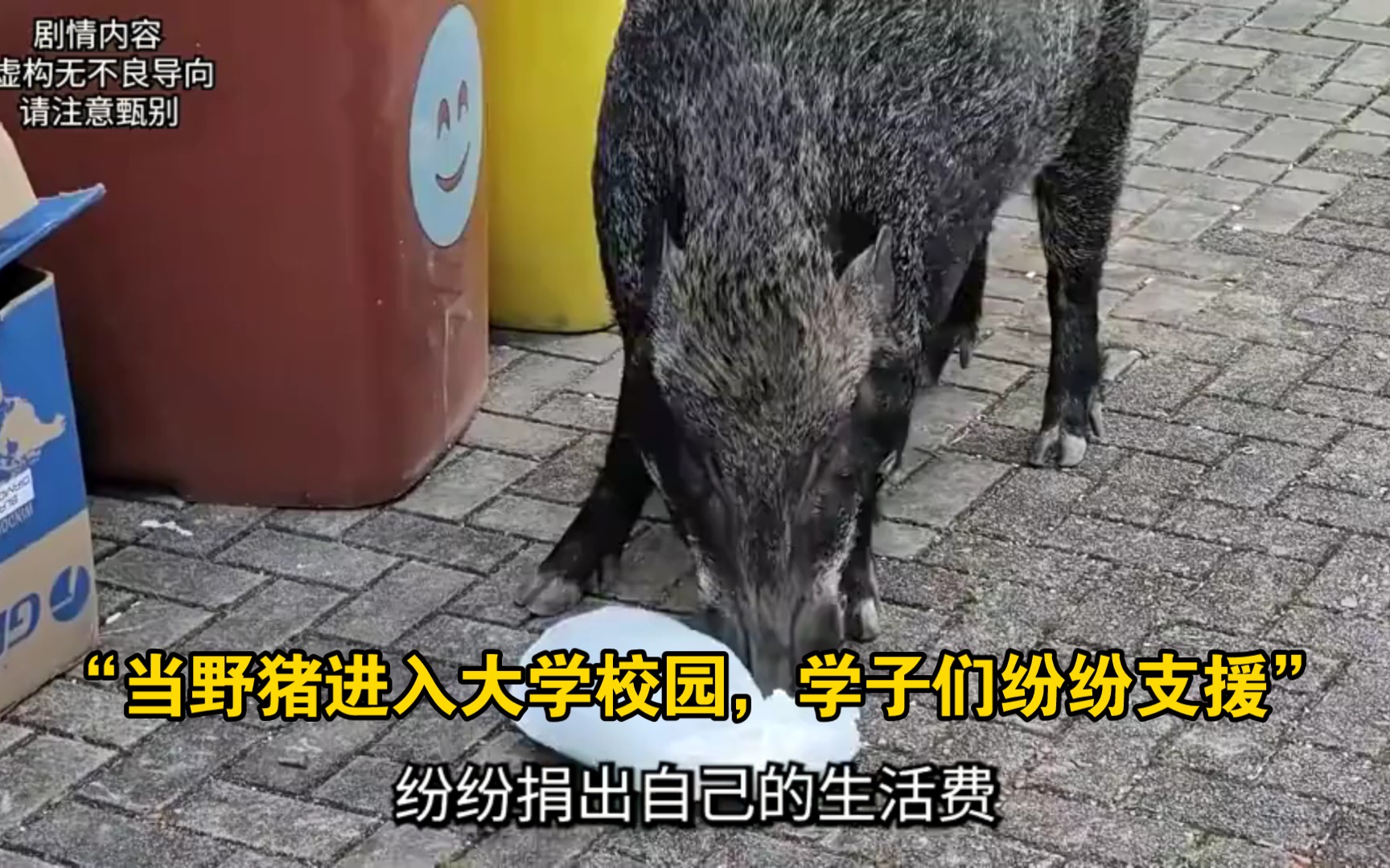 “盘点当野猪进入了大学校园是什么体验!”哔哩哔哩bilibili