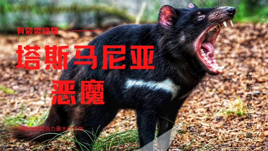 塔斯马尼亚恶魔是一场噩梦!咄咄逼人,嘈杂,非常贪婪!