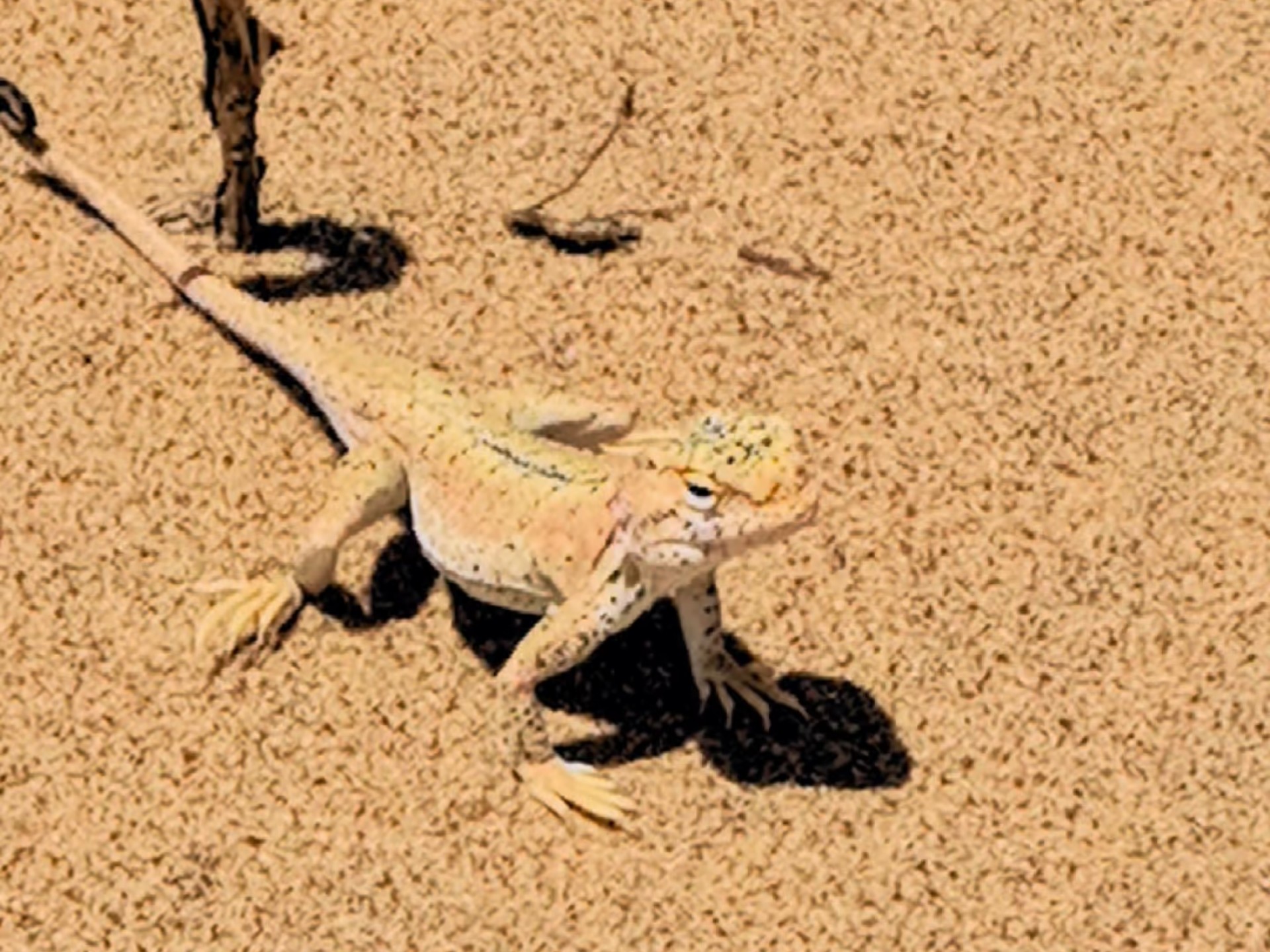 沙漠小精灵沙丘壁虎