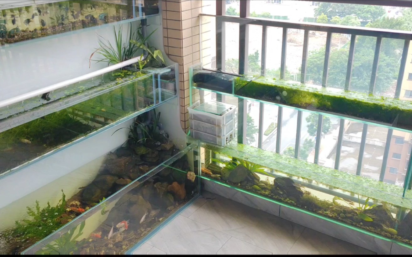 阳台鱼缸里十几块钱买的几根水草多,现在价值几千了吧!