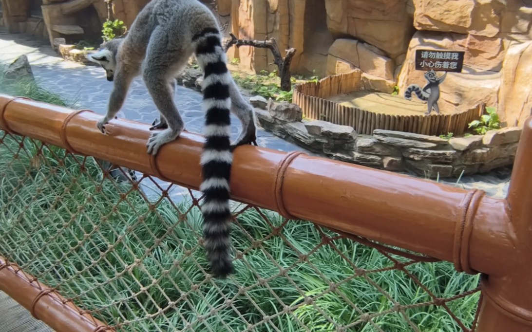 北京野生动物园里的小浣熊