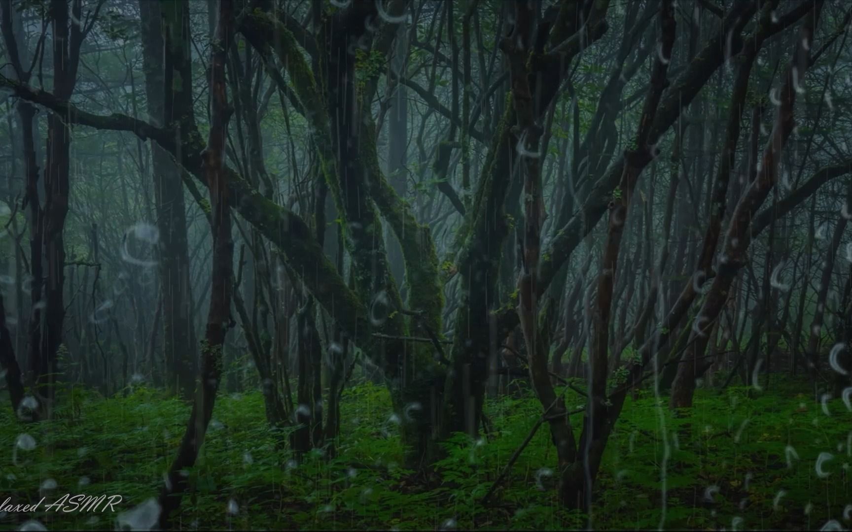 迷雾森林的雨(48),雨声,快速入睡,深度睡眠,催眠曲