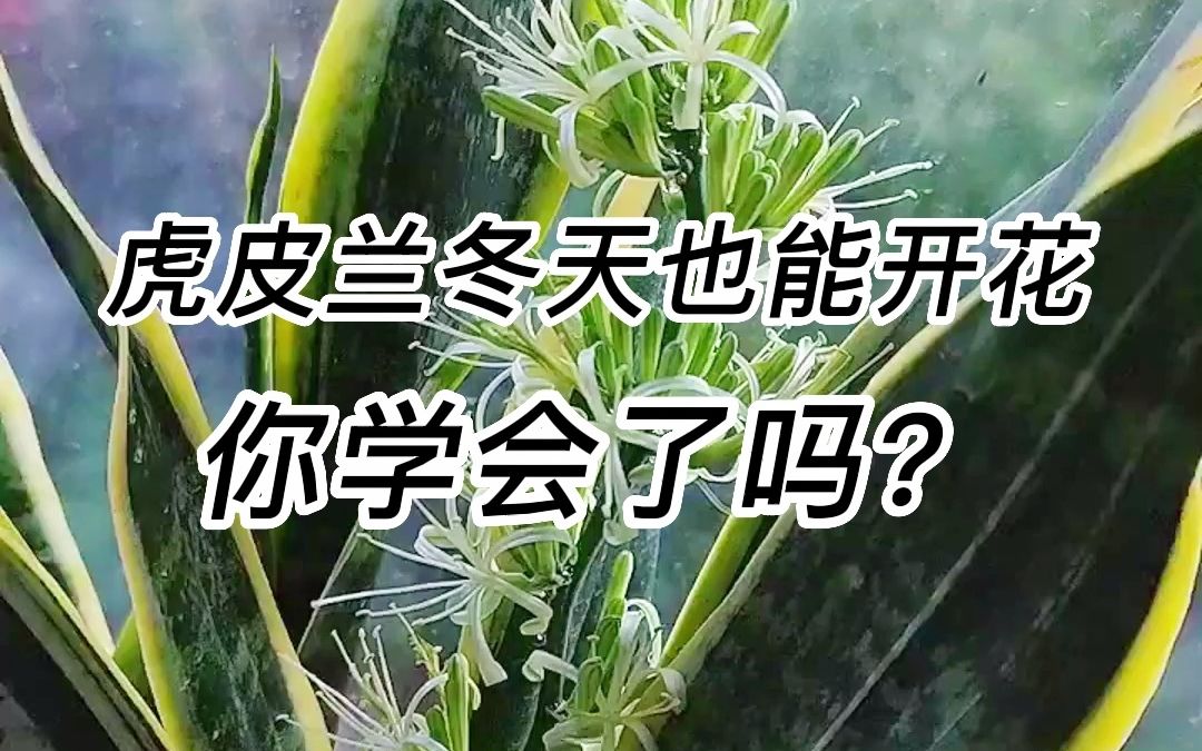 冬季到了虎皮兰会不会开花?哔哩哔哩bilibili